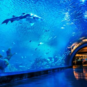 Ocean tunnel entrance at the main South China Sea tank