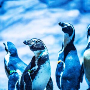 Humboldt penguins at Aquaria Phuket