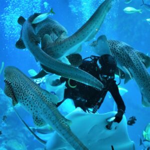 Diver feeding leopard sharks in the main tank