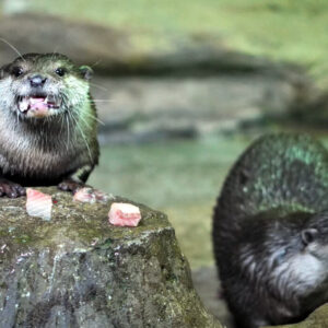 Small-clawed otters in the River Caves zone