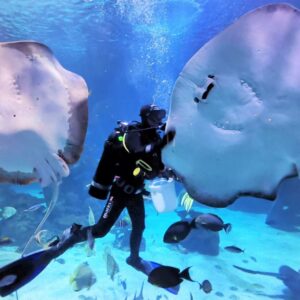 Diver with giant rays in the main tank