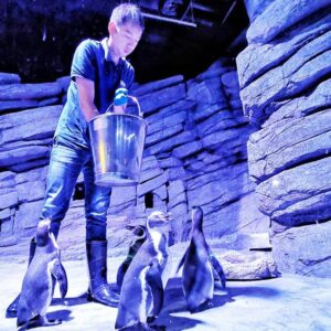 Keeper feeding the penguins