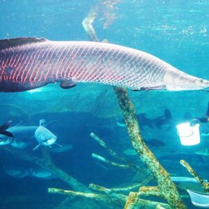Diver feeding a giant arapaima