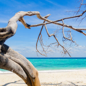 Driftwood on the white beach at Bamboo Island