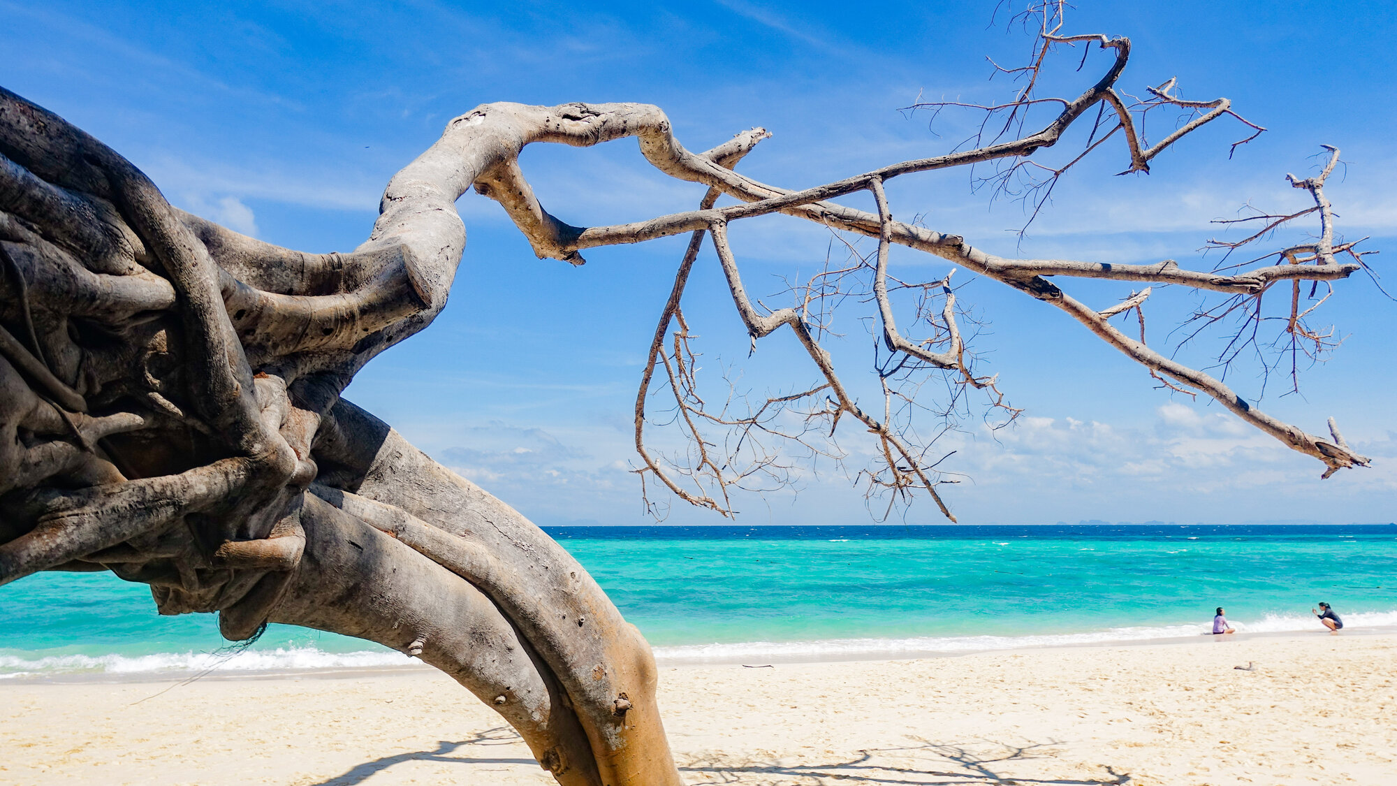 Driftwood on the white beach at Bamboo Island