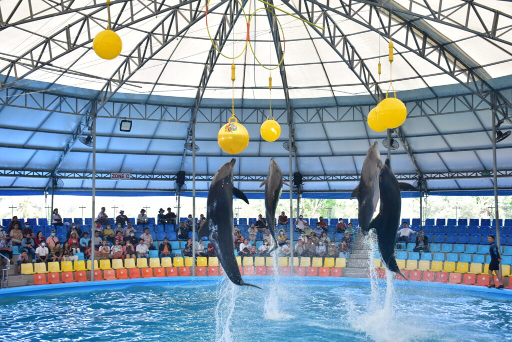 Dolphins leaping high at the Dolphins Bay Phuket show