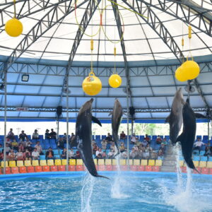 Dolphins leaping high at the Dolphins Bay Phuket show