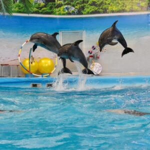 Dolphins jumping through hoops at the Dolphins Bay show