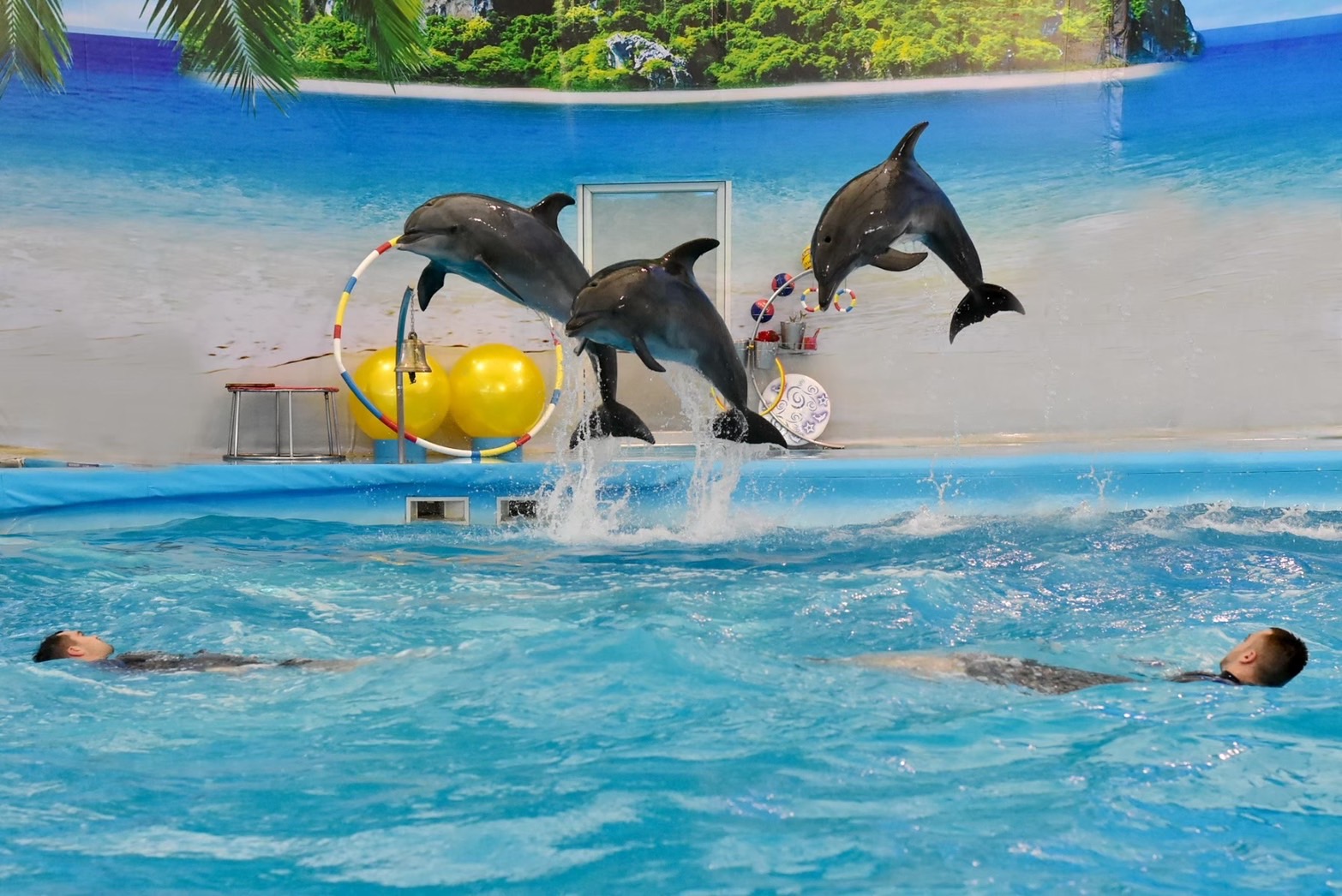 Dolphins jumping through hoops at the Dolphins Bay show