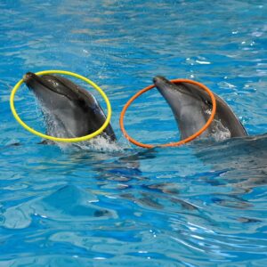Dolphins playing with rings at Dolphins Bay Phuket