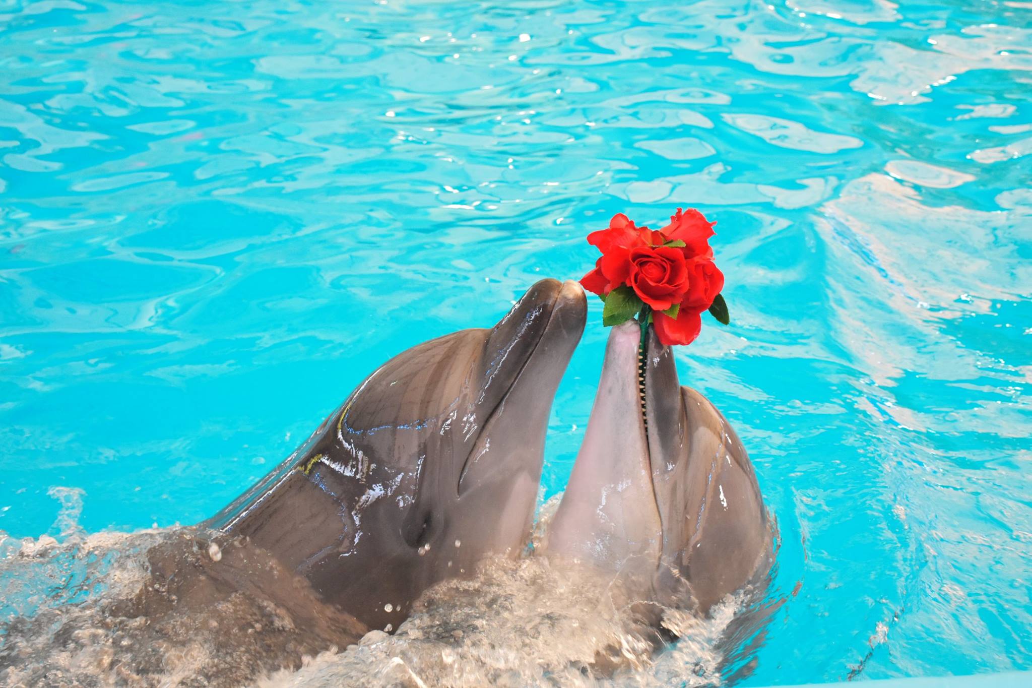 Two dolphins with a rose at Dolphins Bay Phuket