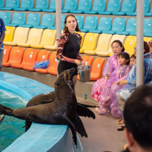 Fur seal greeting the audience at Dolphins Bay Phuket