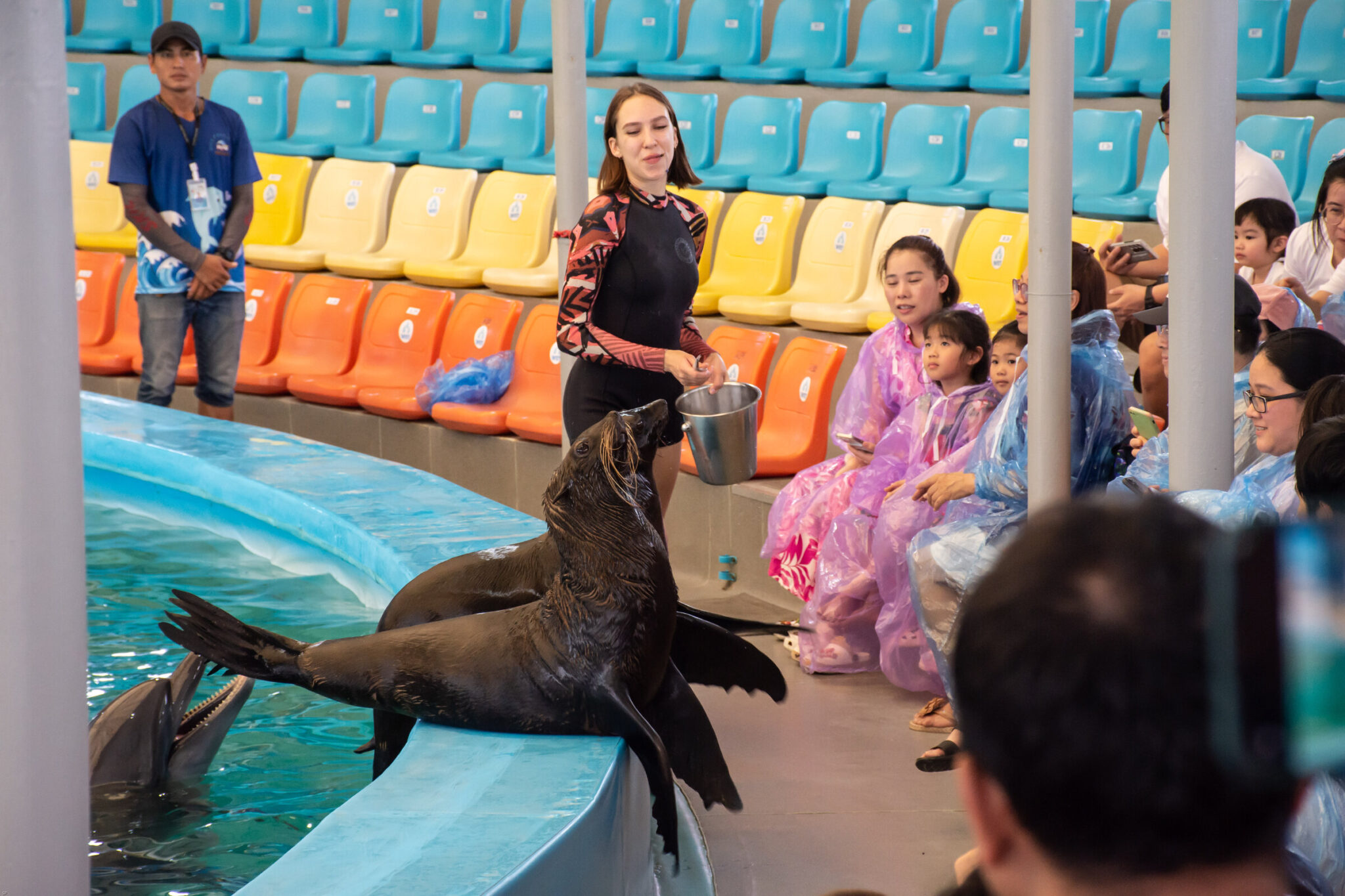 Fur seal greeting the audience at Dolphins Bay Phuket