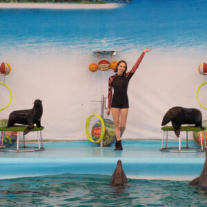 Trainer with fur seals and dolphins at the show