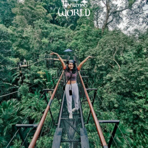 Sky bridge in the treetops at Hanuman World