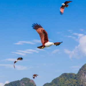 Sea eagles over the karsts of Phang Nga Bay