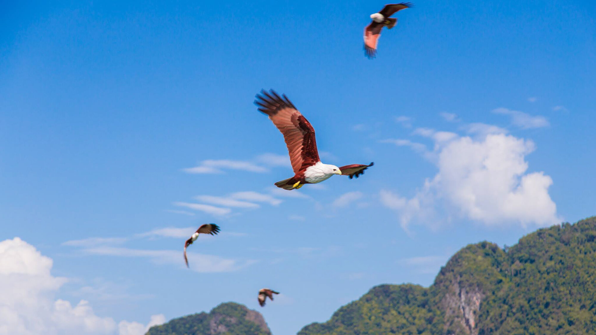 Sea eagles over the karsts of Phang Nga Bay