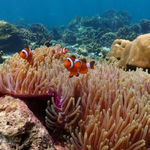 Anemone and coral on the reef