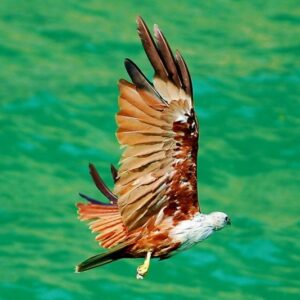 Brahminy kite flying over green water in Phang Nga Bay