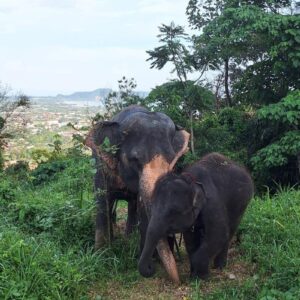 Two elephants on a hillside near Big Buddha