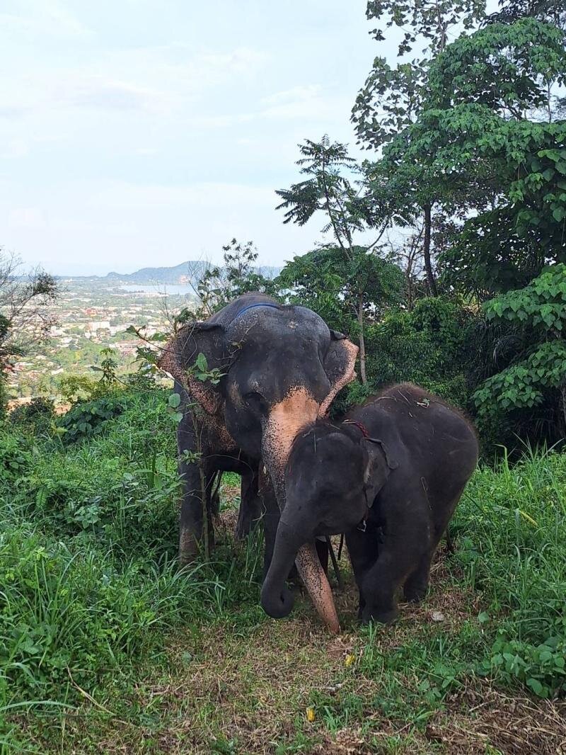 Two elephants on a hillside near Big Buddha