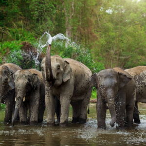 Elephants bathing in a jungle pool near Phuket