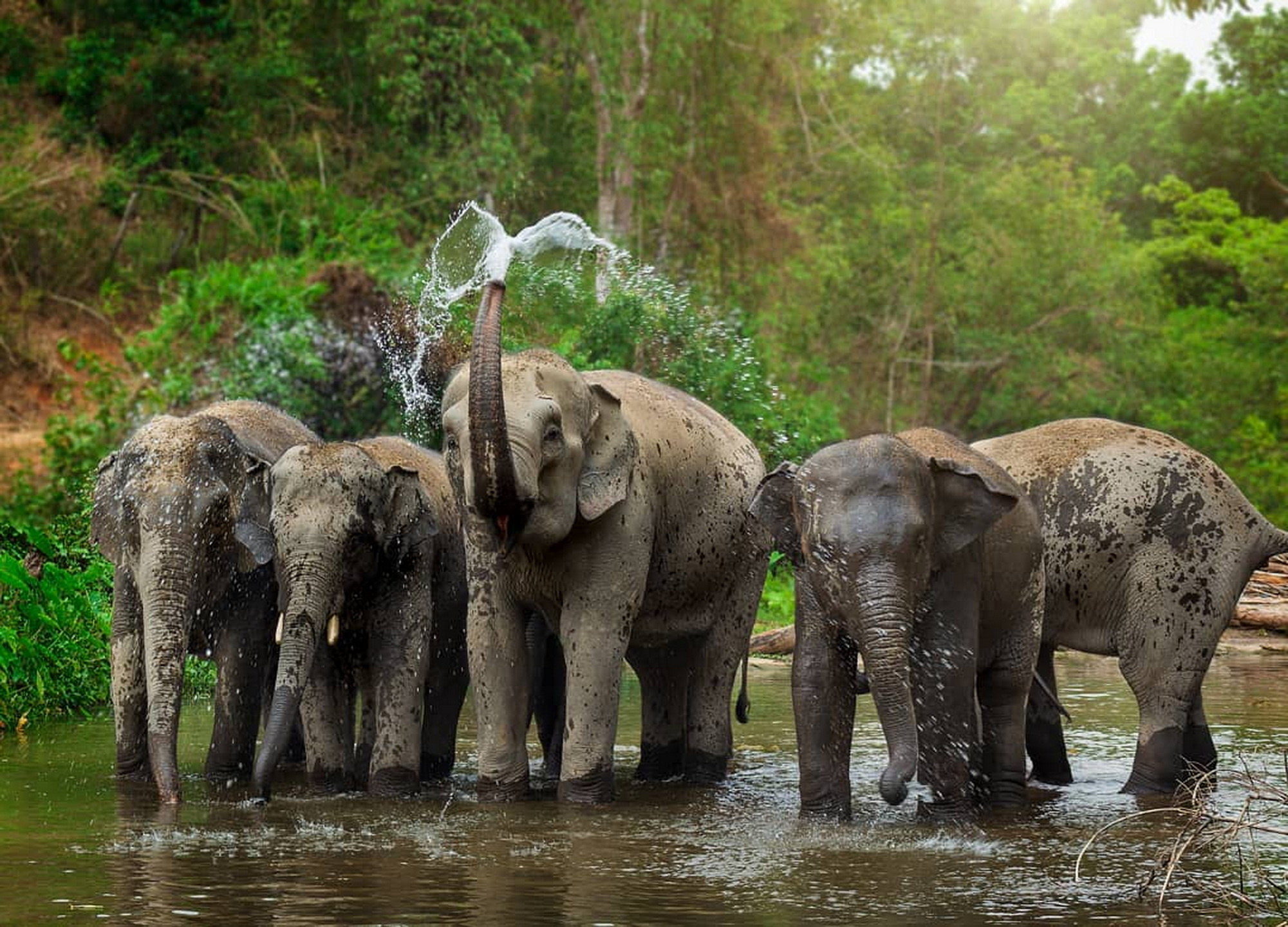 Elephants bathing in a jungle pool near Phuket