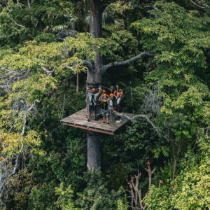 Guests on a platform built around a tall tree