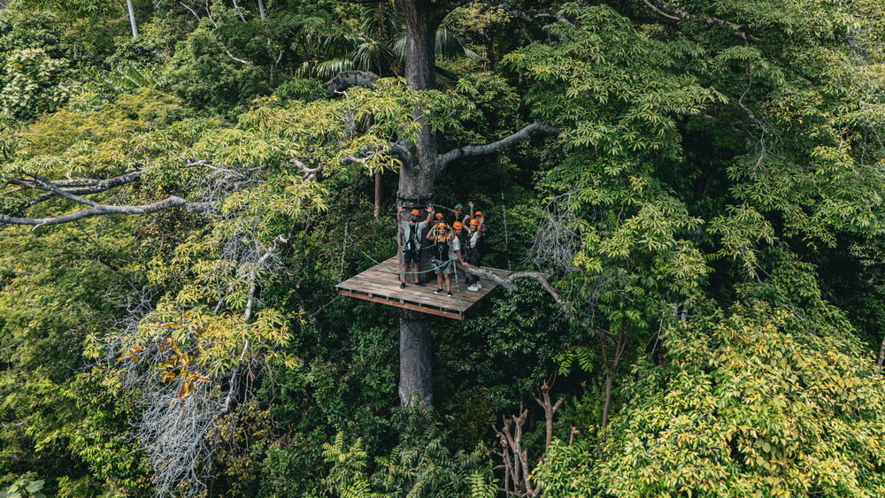 Guests on a platform built around a tall tree