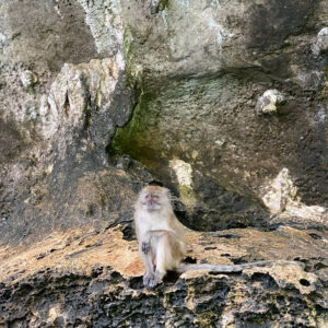 A monkey on the rocks at Monkey Beach, Phi Phi