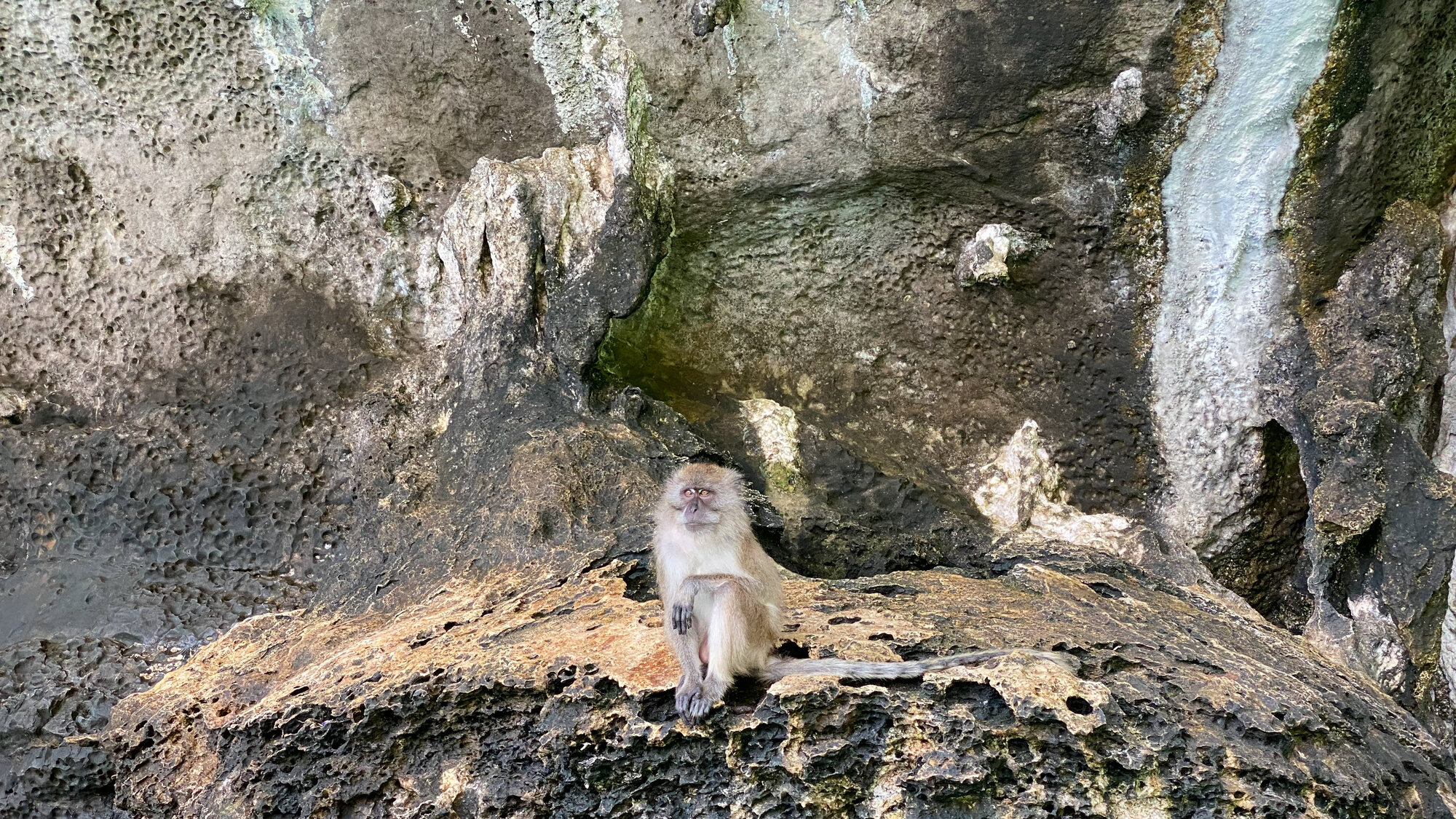 A monkey on the rocks at Monkey Beach, Phi Phi
