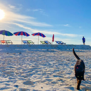 Sunshades on the beach on a bright afternoon