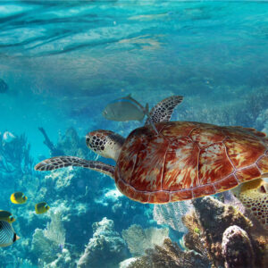 A sea turtle over the reef in the Similan Islands