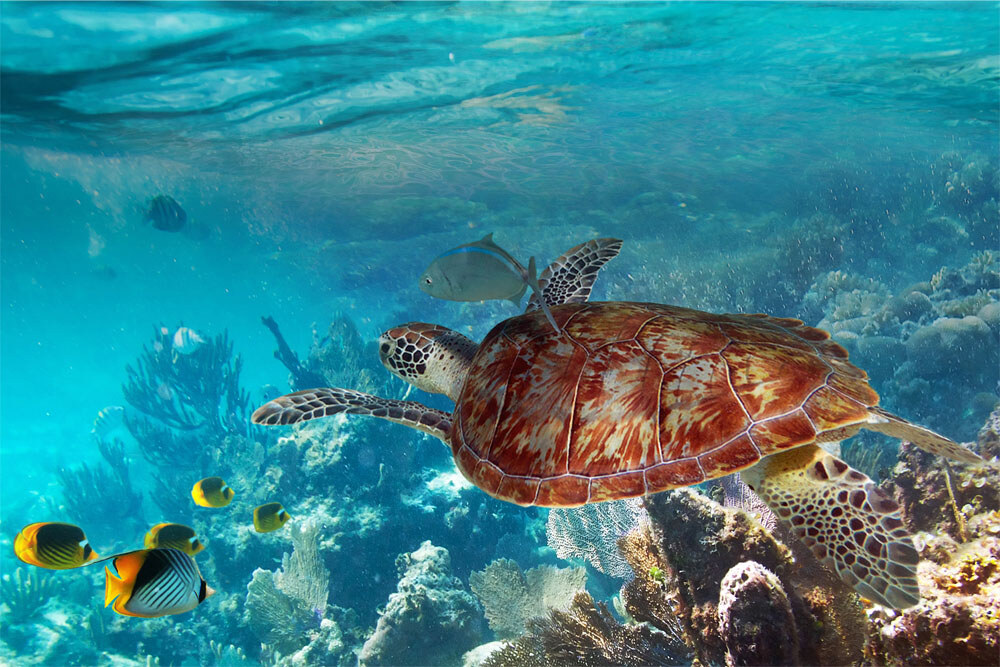 A sea turtle over the reef in the Similan Islands