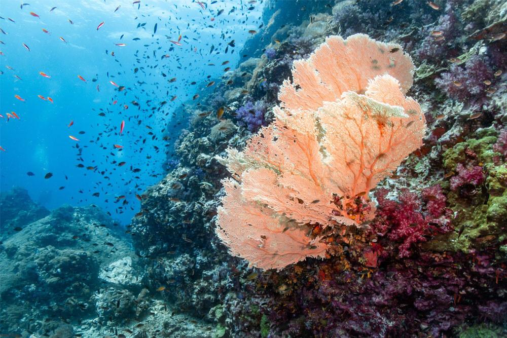 Sea fan and reef fish on a Similan dive site