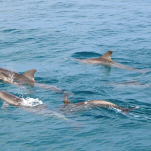Wild dolphins near Maiton Island