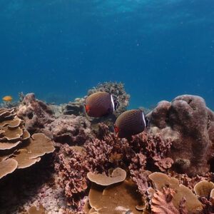 Coral reef at a Racha snorkelling stop