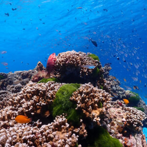 Coral and reef fish underwater in the Similan Islands