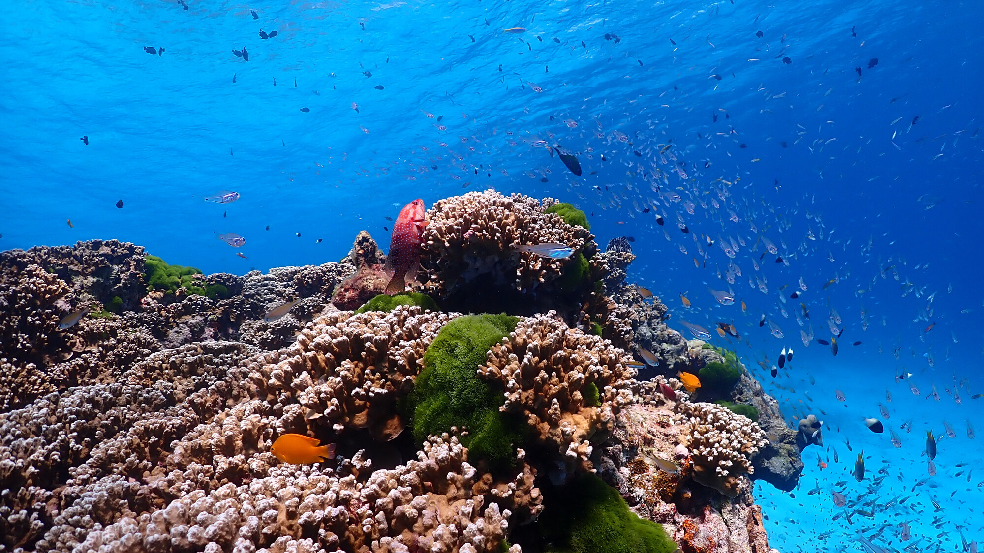 Coral and reef fish underwater in the Similan Islands