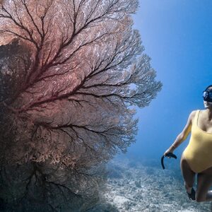 Freediver beside a giant sea fan