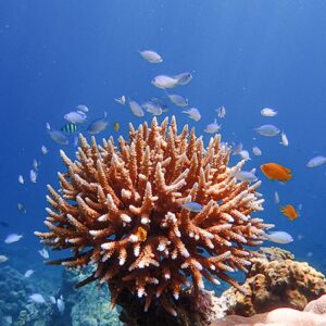 Coral and reef fish in the Surin Islands