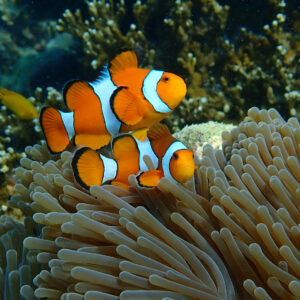Clownfish in an anemone on a Surin reef
