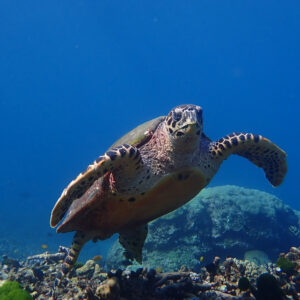 A sea turtle over the reef in the Surin Islands