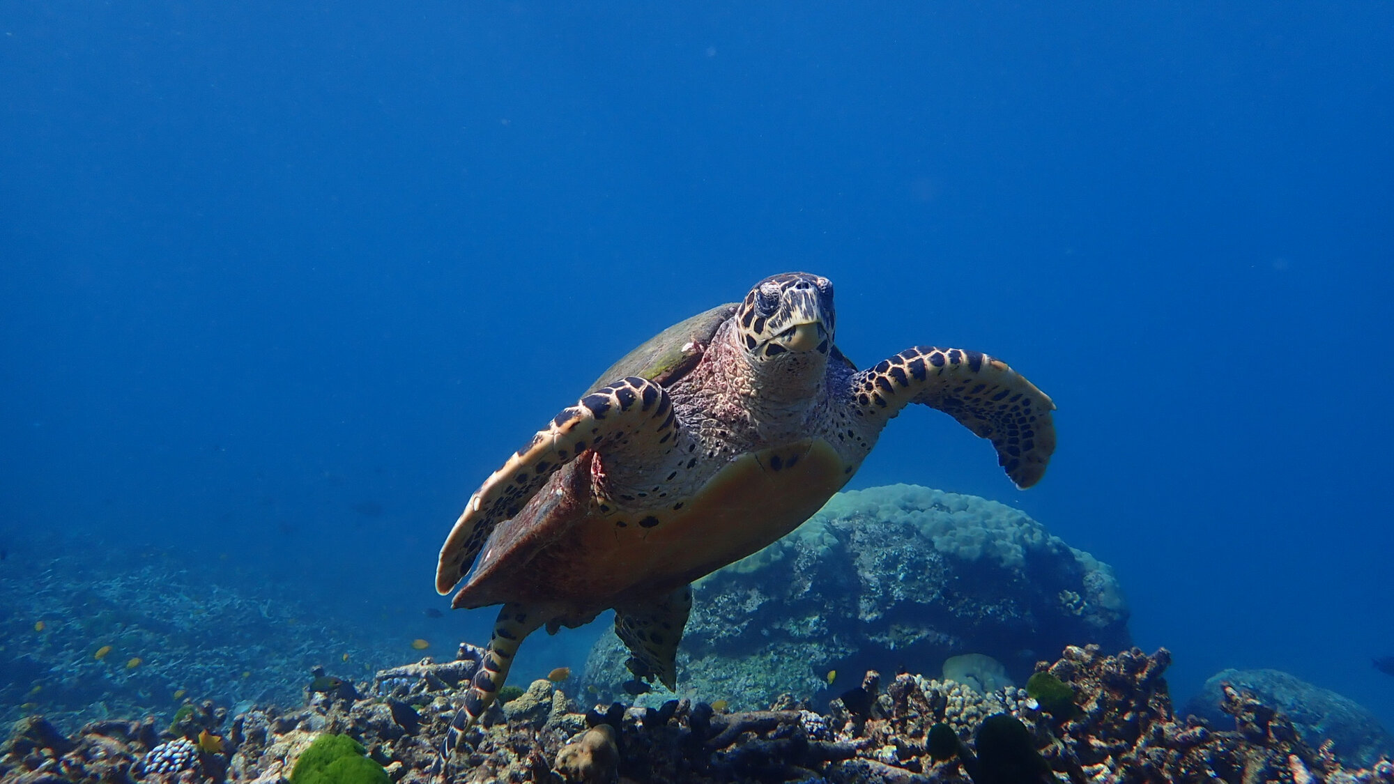 A sea turtle over the reef in the Surin Islands