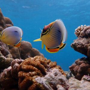 Butterflyfish over coral in the Surin Islands