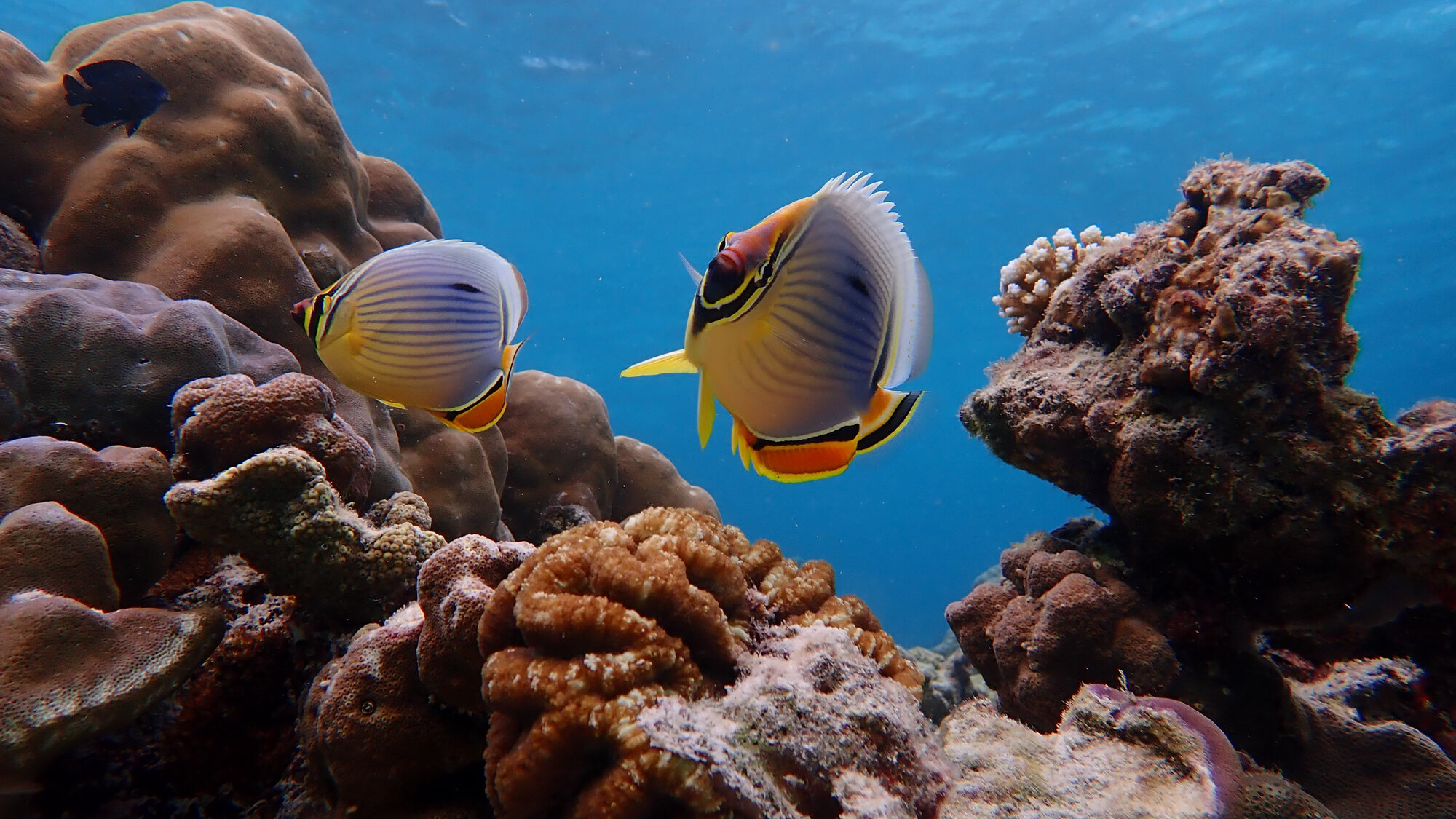 Butterflyfish over coral in the Surin Islands
