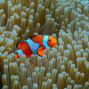 Clownfish in an anemone on a Surin Islands reef