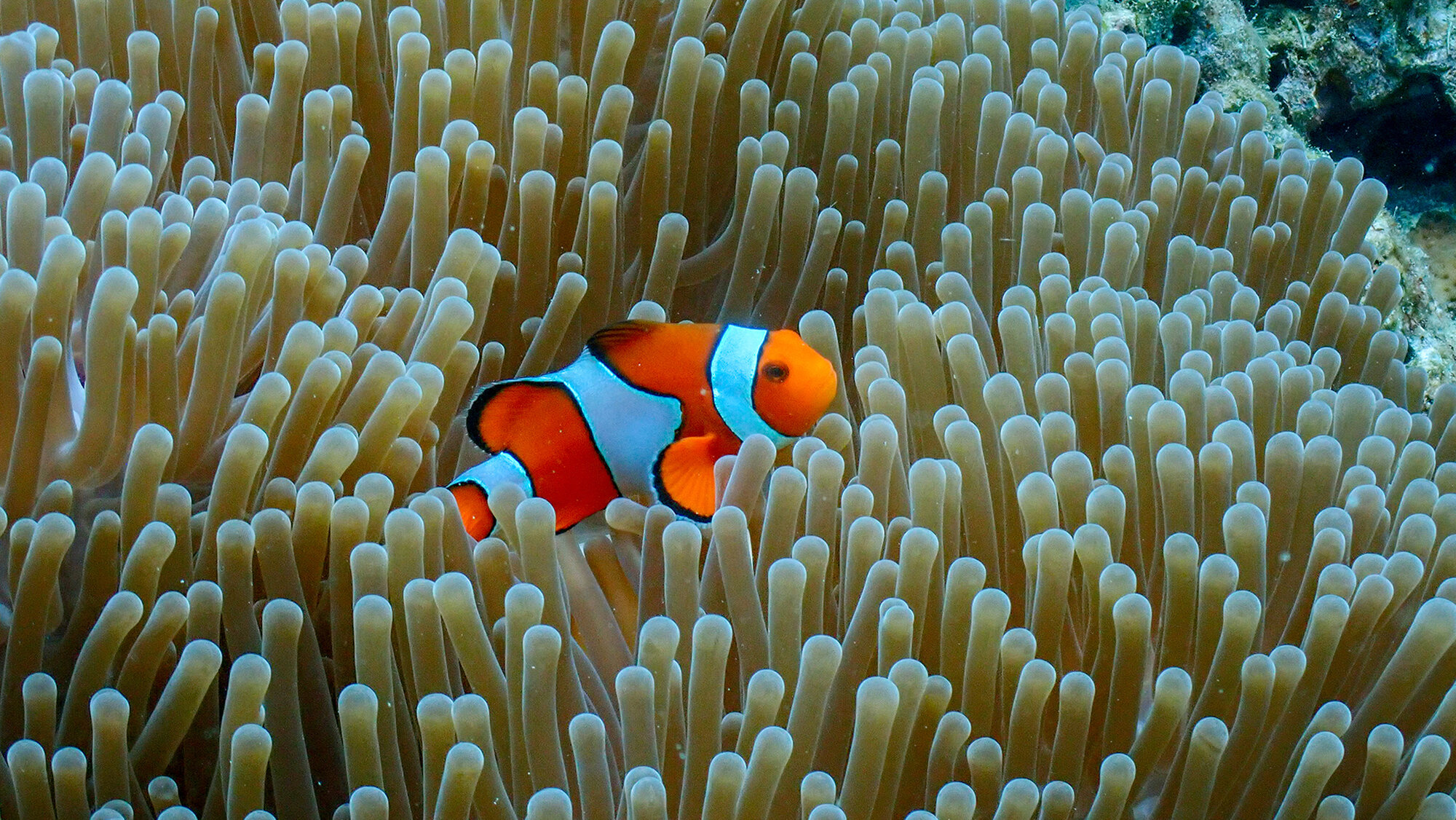 Clownfish in an anemone on a Surin Islands reef